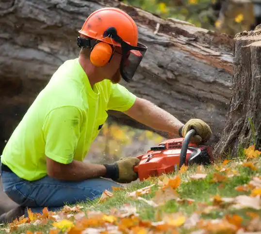 tree services South Fallsburg